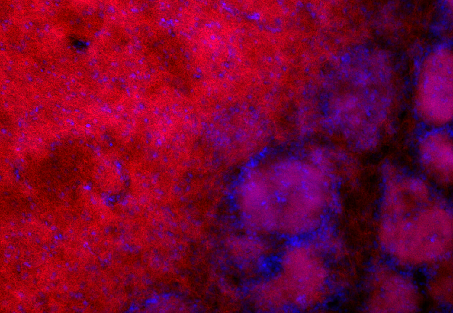 kota様 Synaptic Systems - GABA-A receptor beta2